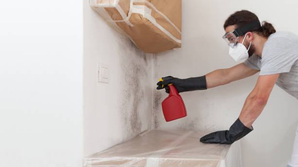 Professional Basement Mold Remediation technician working in Chatham, VA