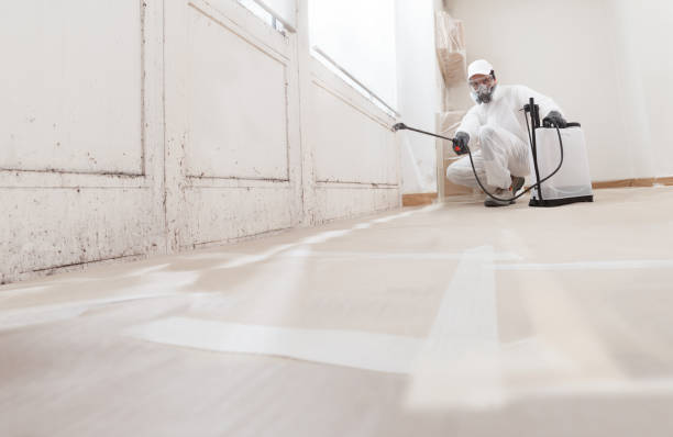 24/7 Emergency Basement Mold Remediation experts in Chatham, VA