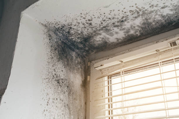 Affordable Basement Mold Remediation solutions in Chatham, VA