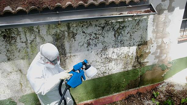 Top rated local Basement Mold Remediation specialists in Chatham, VA
